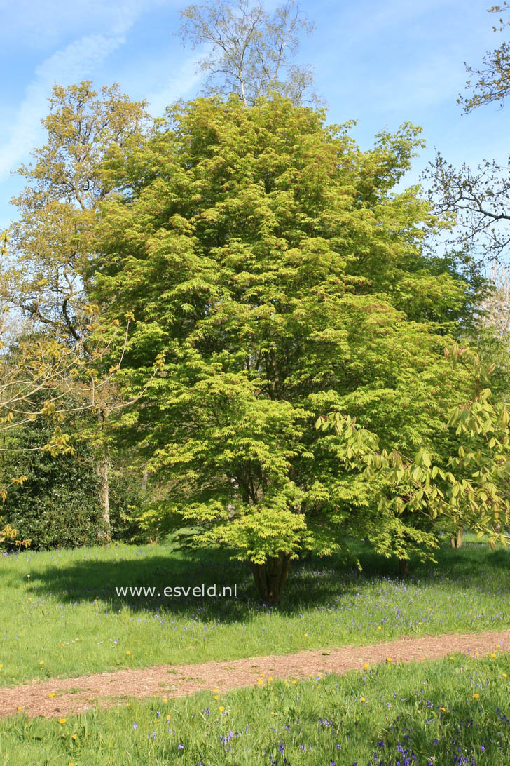 Acer campbellii ssp. flabellatum yunnanense