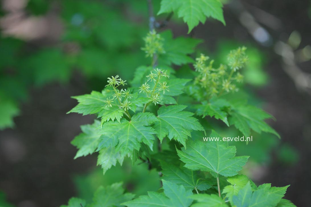 Acer tschonoskii