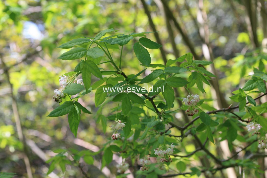 Staphylea pinnata