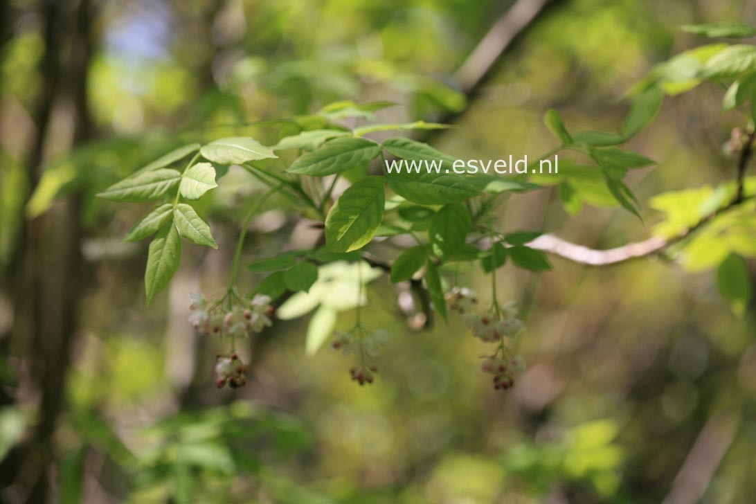 Staphylea pinnata