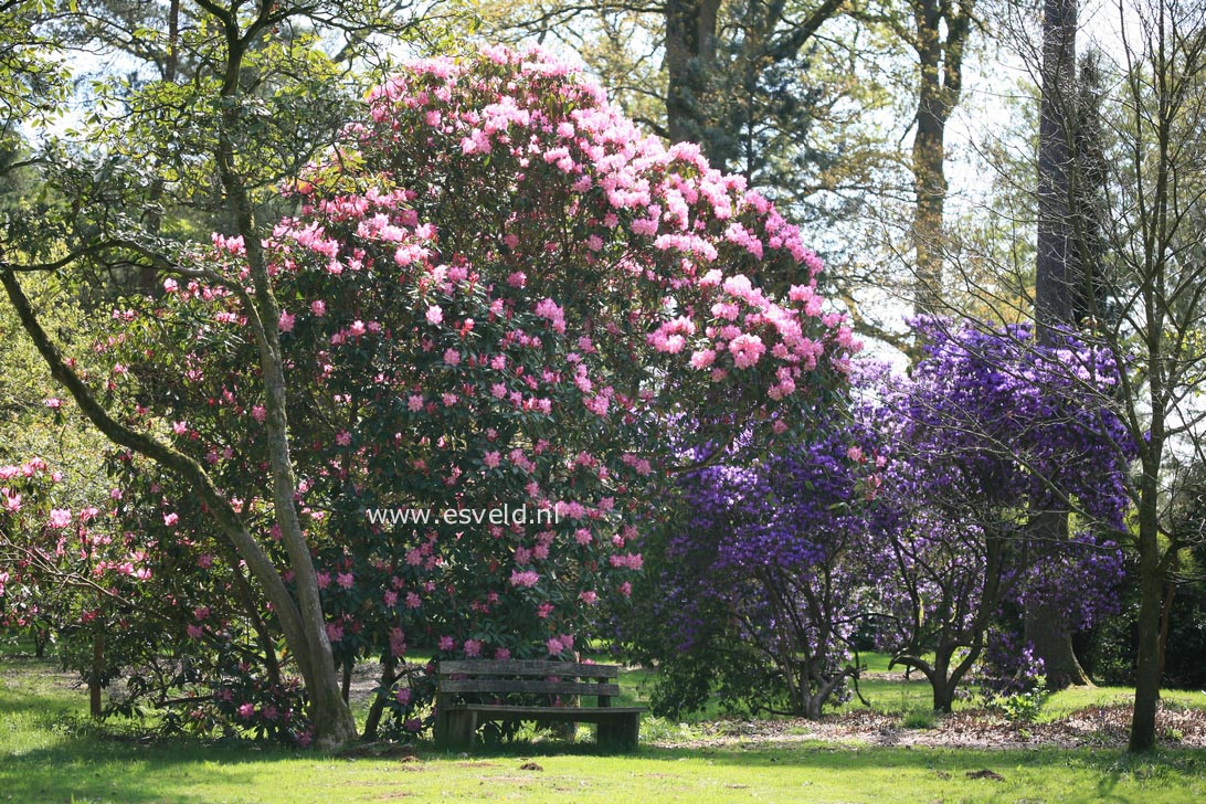 Rhododendron augustinii