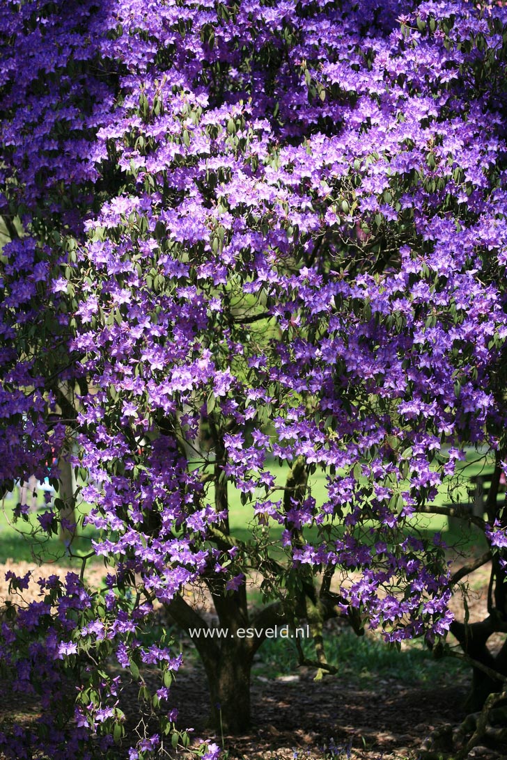 Rhododendron augustinii