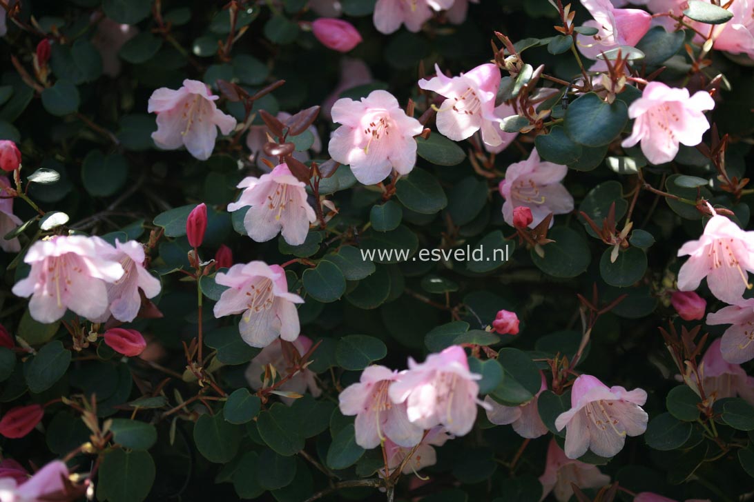 Rhododendron williamsianum