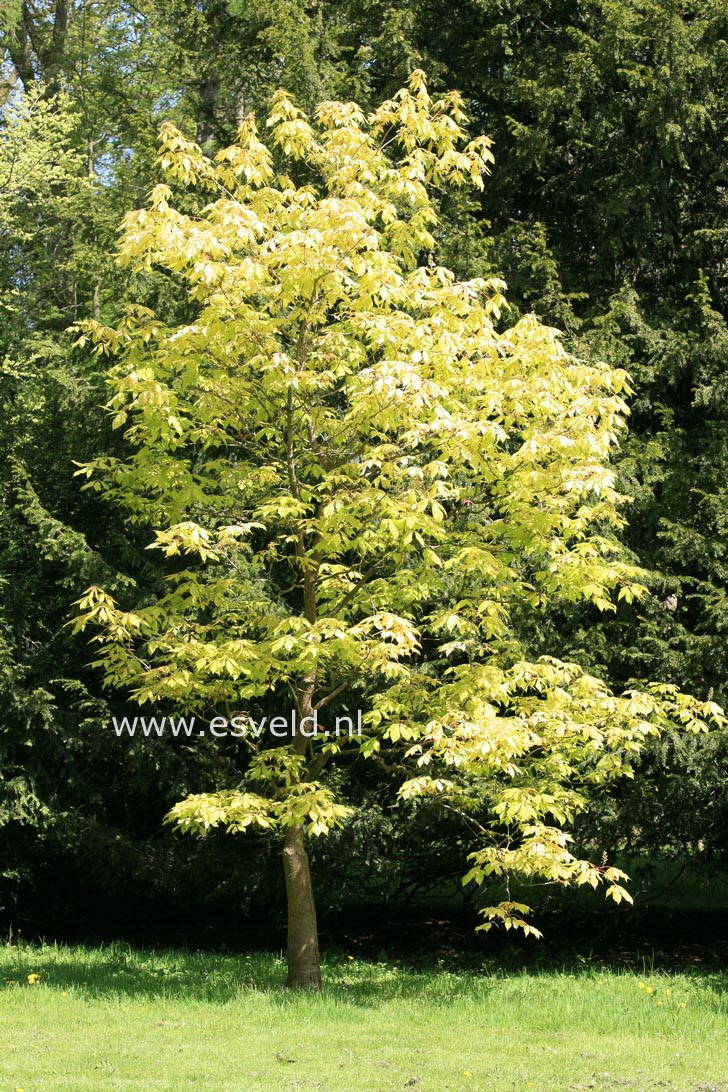 Aesculus neglecta 'Erythroblastos'