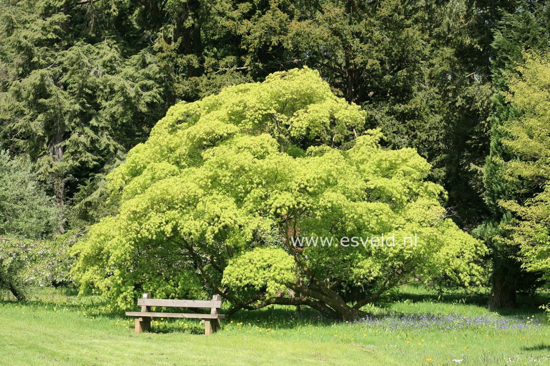 Acer palmatum