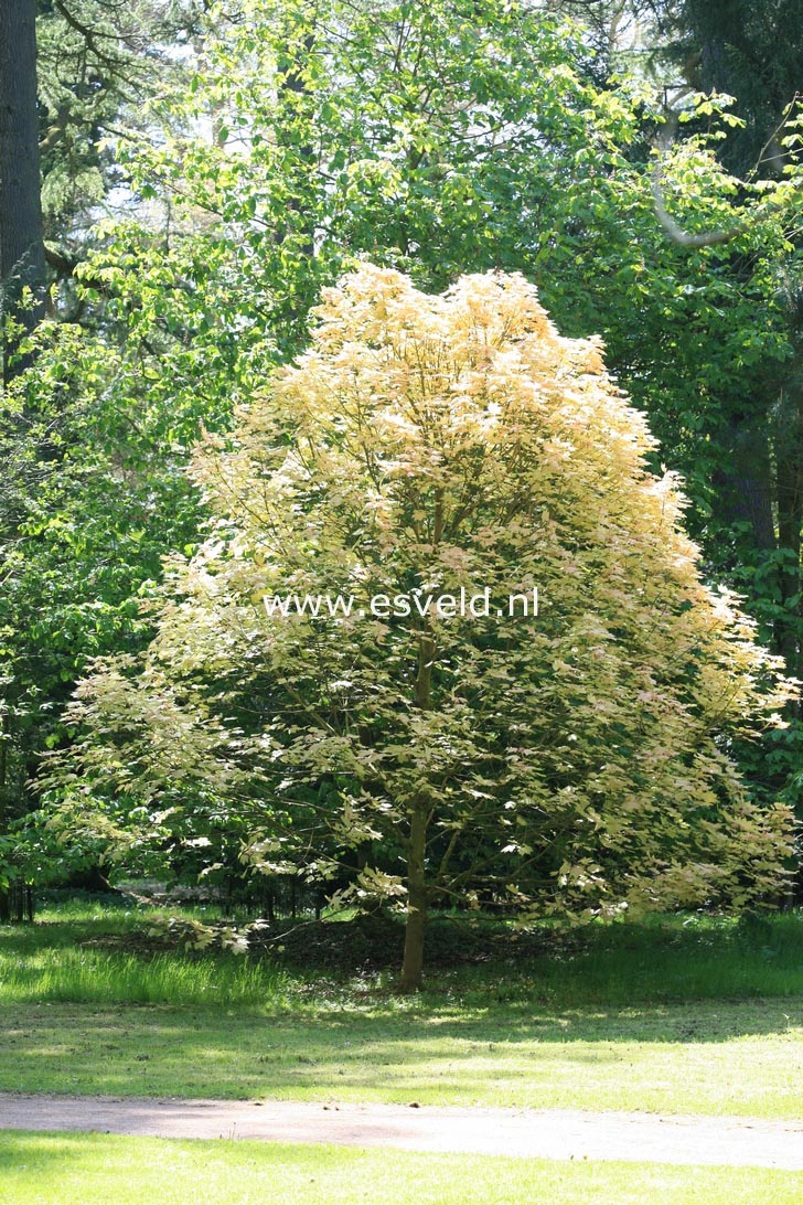 Acer pseudoplatanus 'Brilliantissimum'