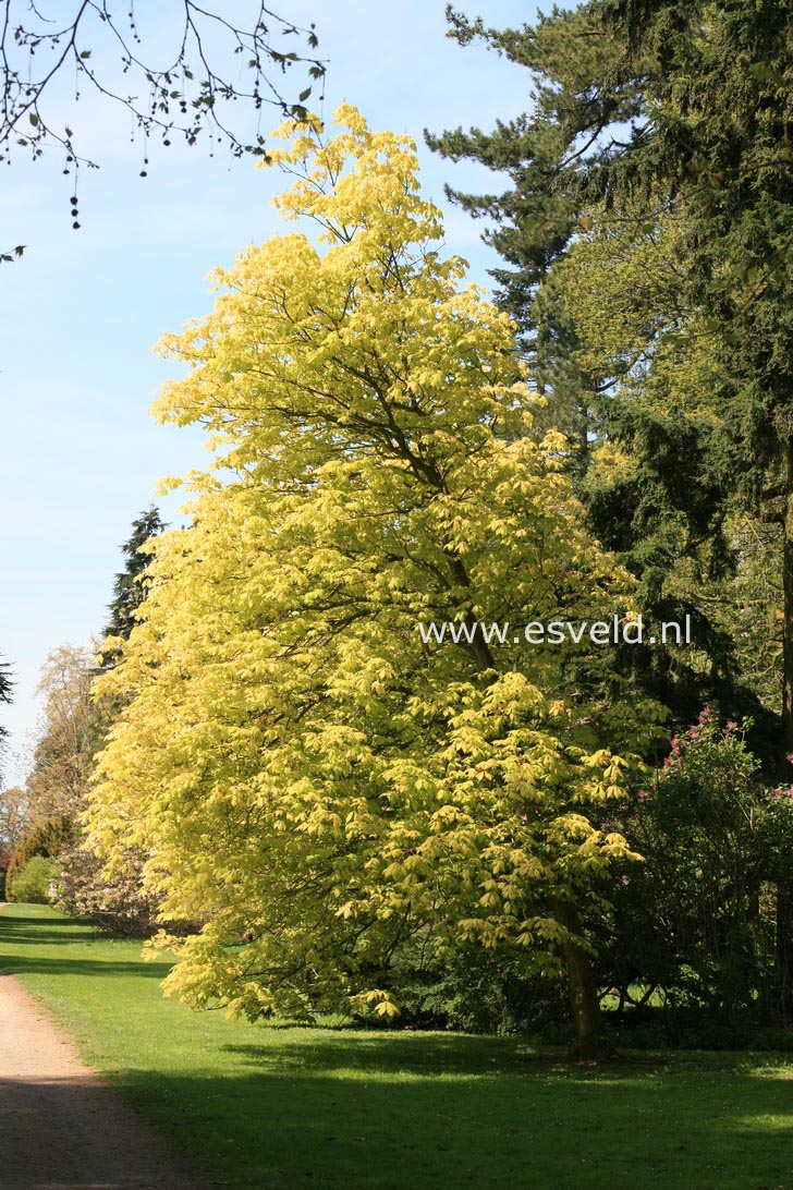 Aesculus neglecta 'Erythroblastos'