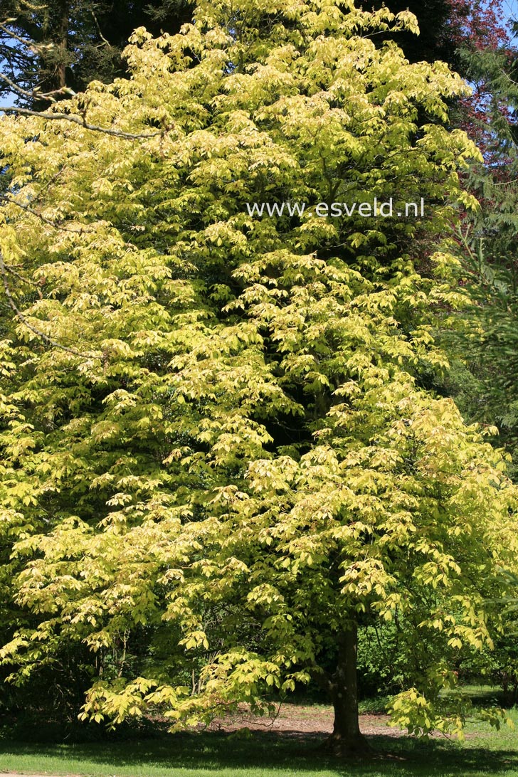 Aesculus neglecta 'Erythroblastos'