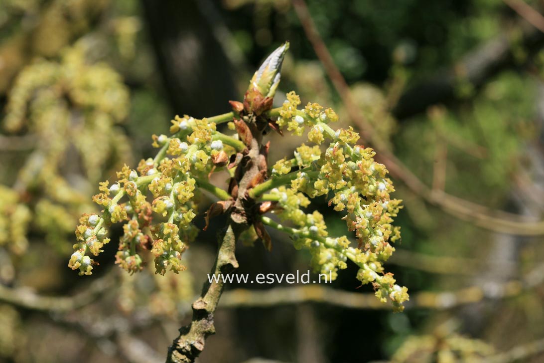 Populus lasiocarpa