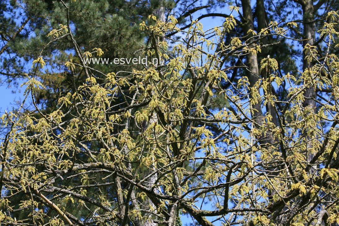 Populus lasiocarpa