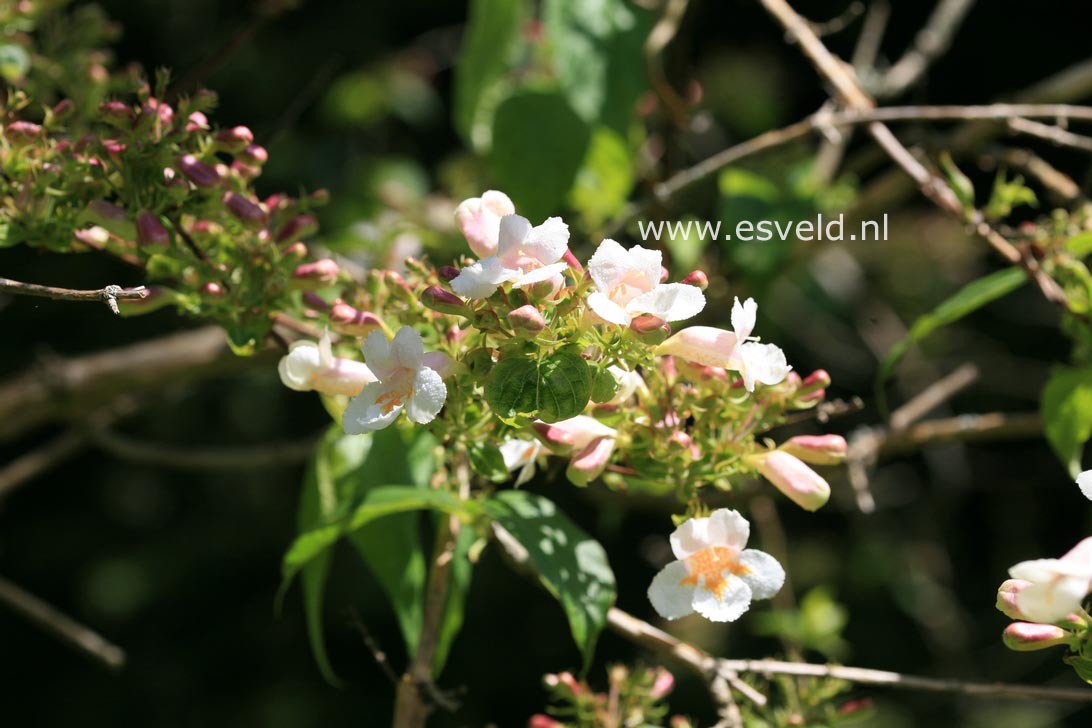 Dipelta floribunda