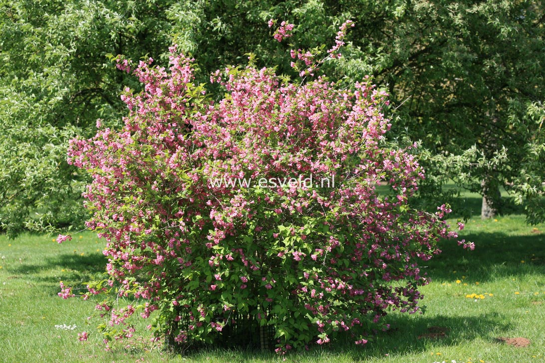 Weigela praecox