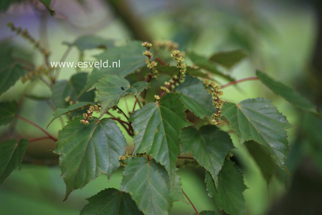 Acer rubescens