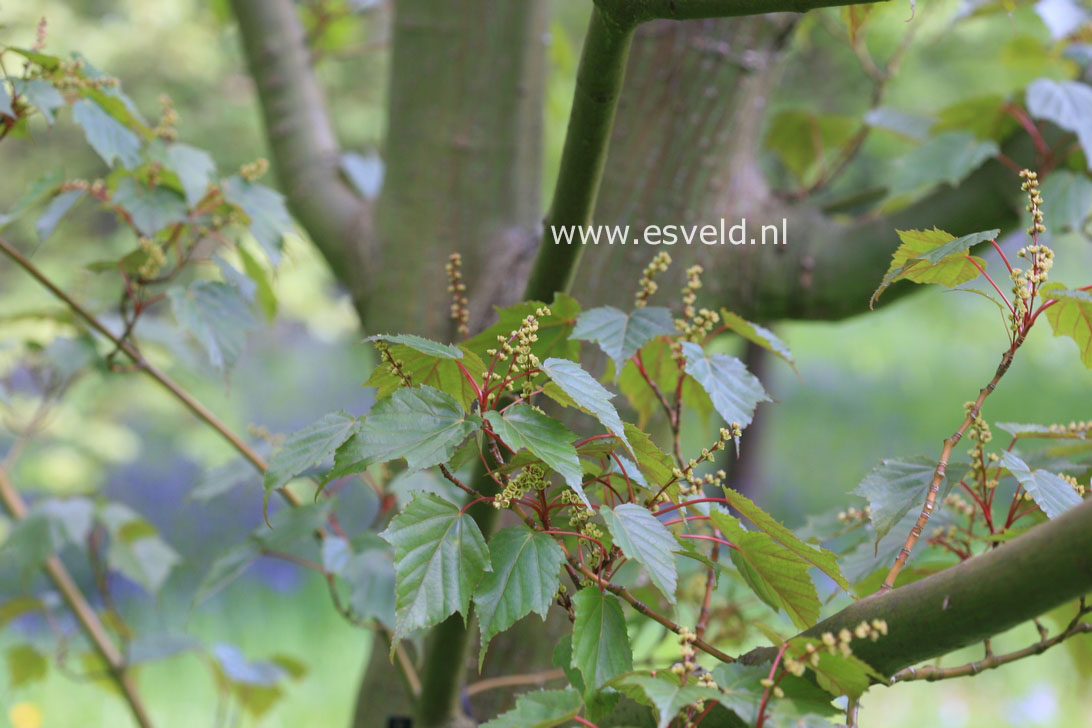 Acer rubescens