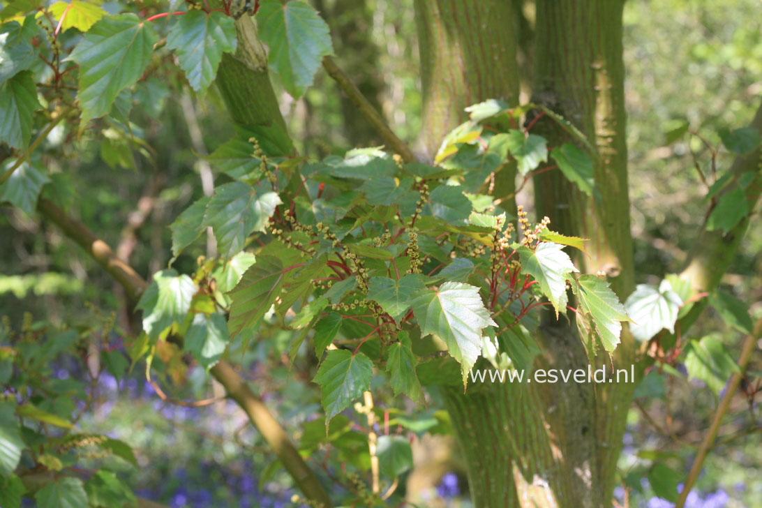 Acer rubescens