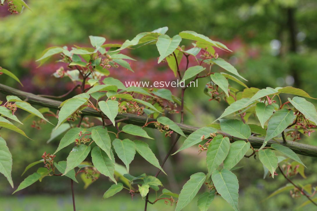 Acer davidii 'Karmen'