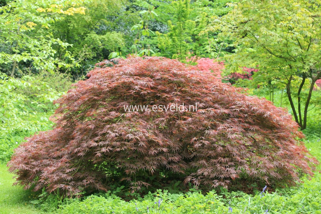 Acer palmatum 'Beni shidare'