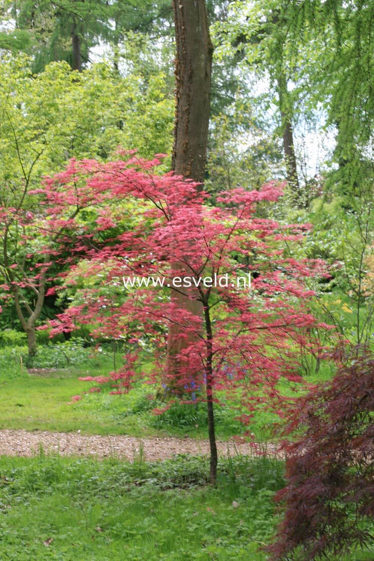 Acer palmatum 'Shin de shohjoh'