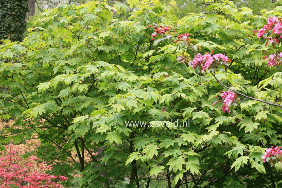 Acer japonicum 'Vitifolium'