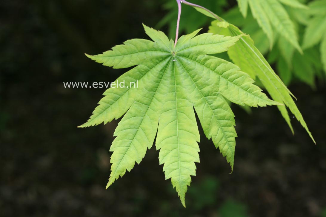 Acer japonicum 'Vitifolium'