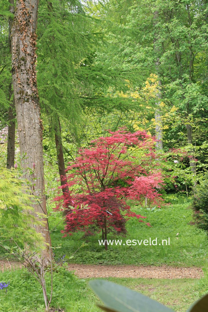 Acer palmatum 'Shin de shohjoh'