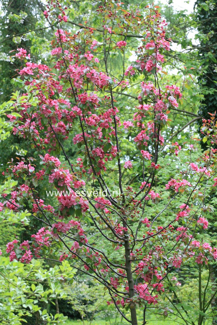 Malus 'Rudolph'