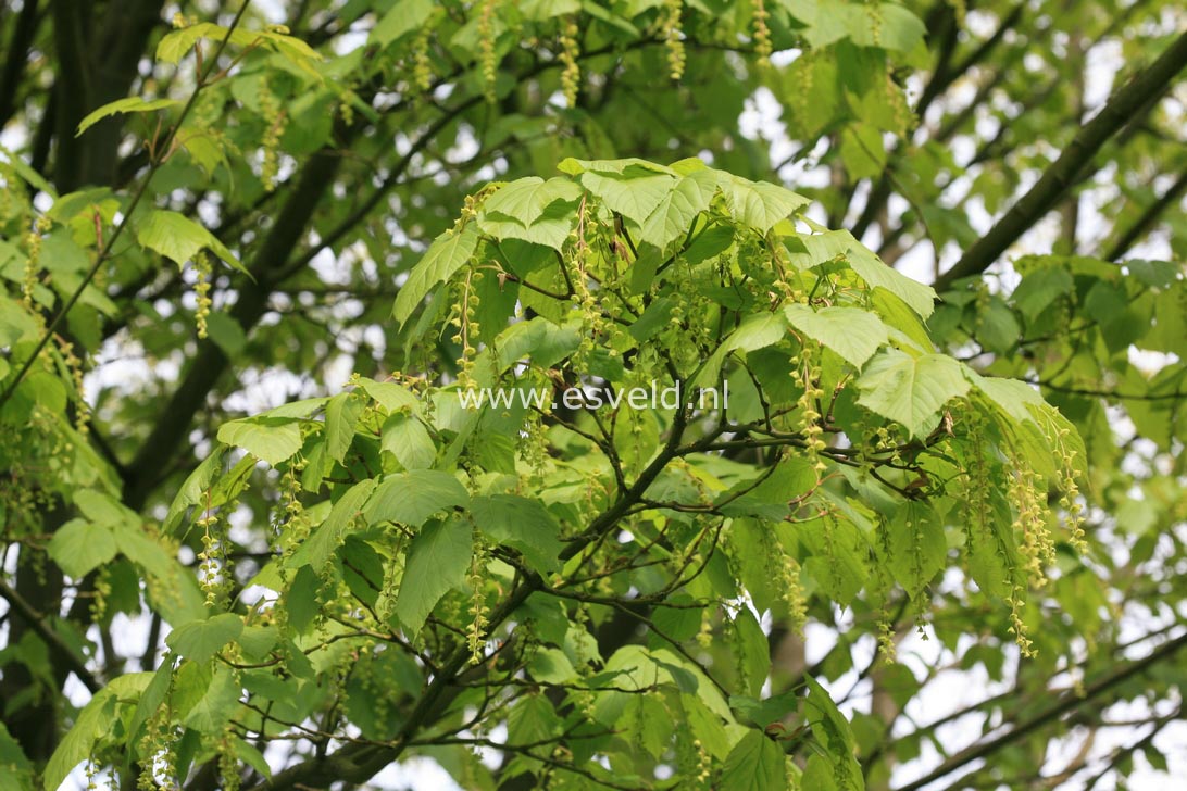 Acer davidii ssp. grosseri