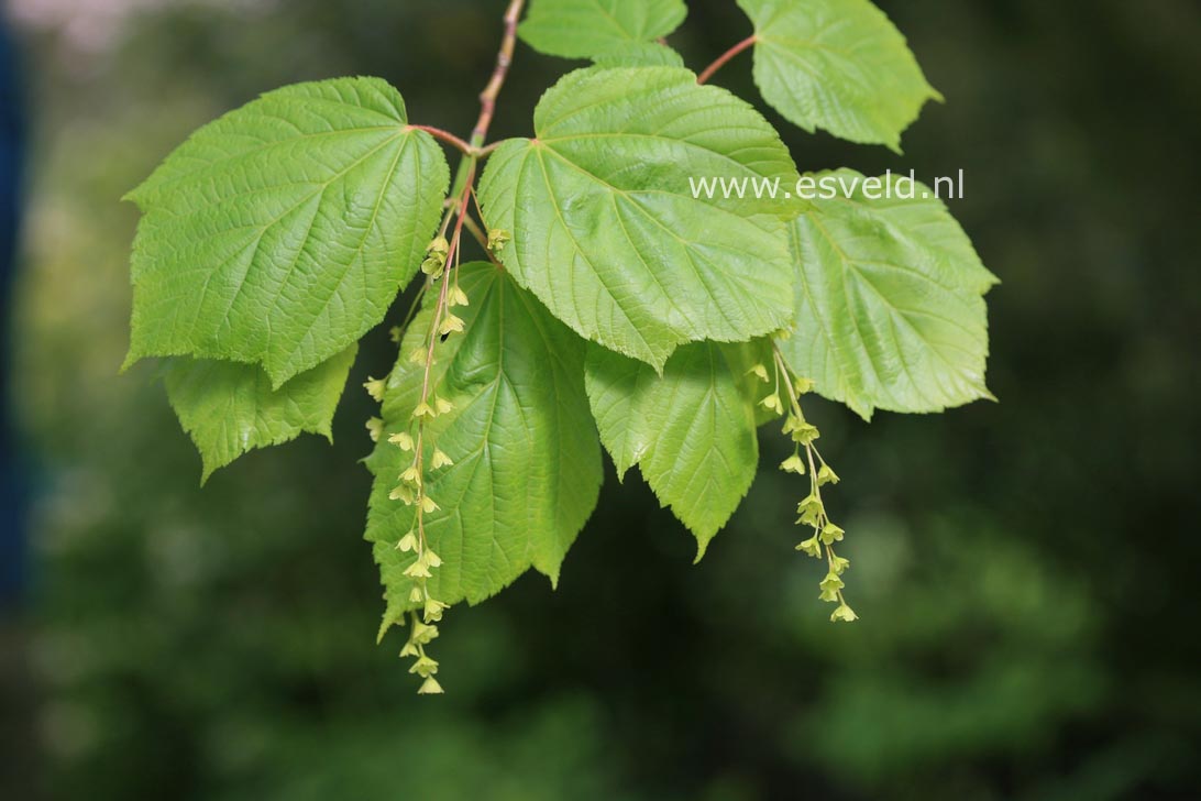 Acer davidii ssp. grosseri