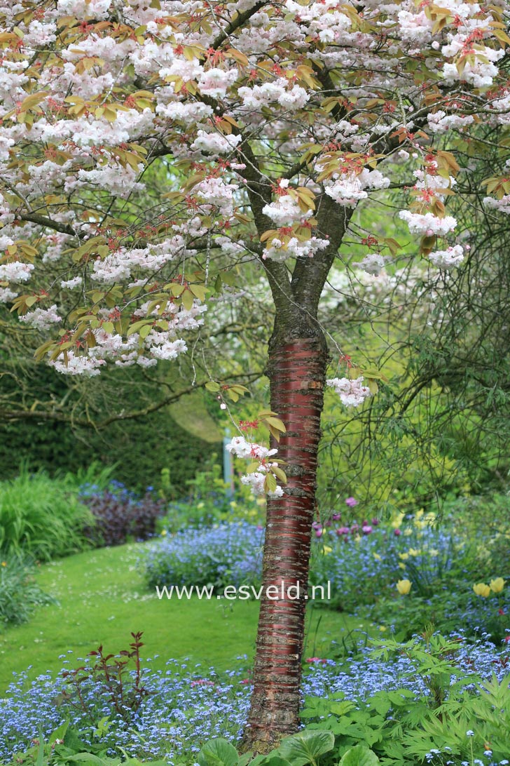 Prunus serrulata 'Fugenzo' (syn. 'Shirofugen')