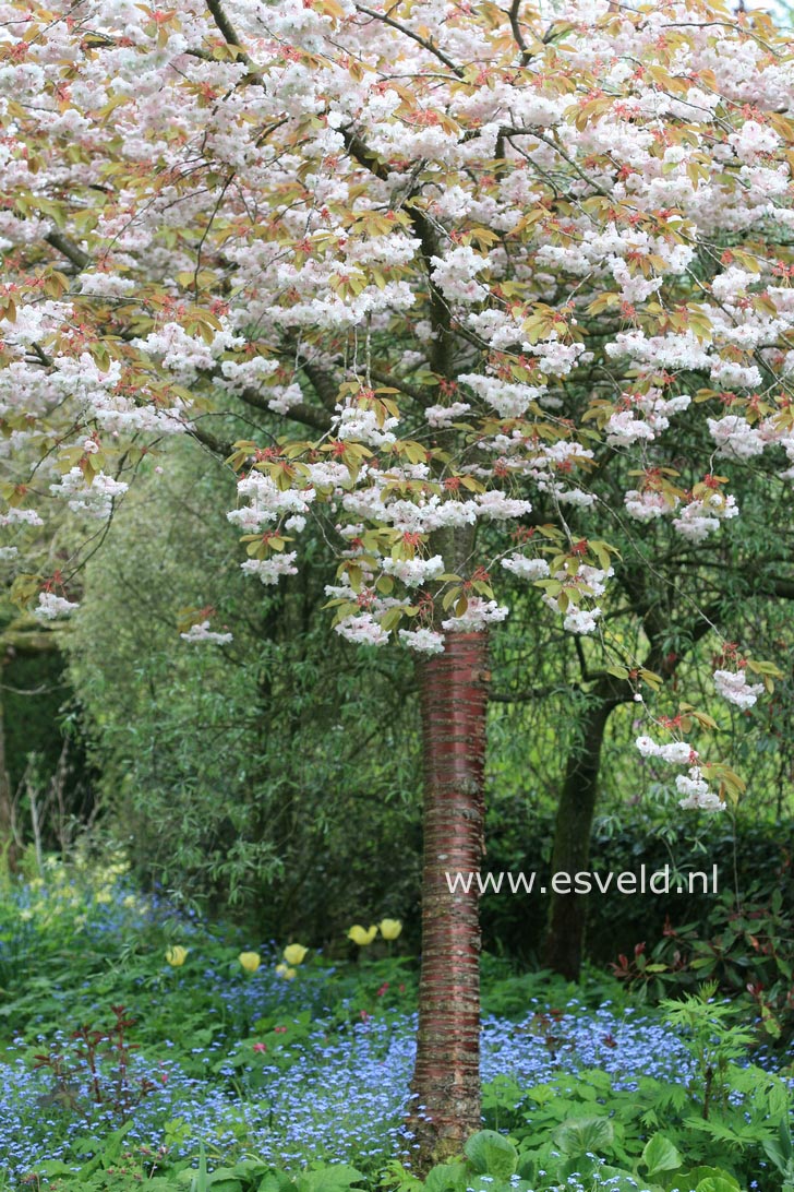 Prunus serrulata 'Fugenzo' (syn. 'Shirofugen')