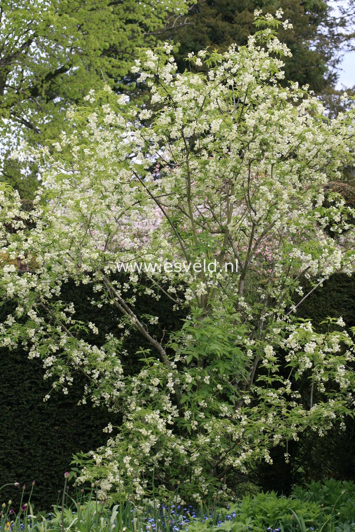 Staphylea pinnata