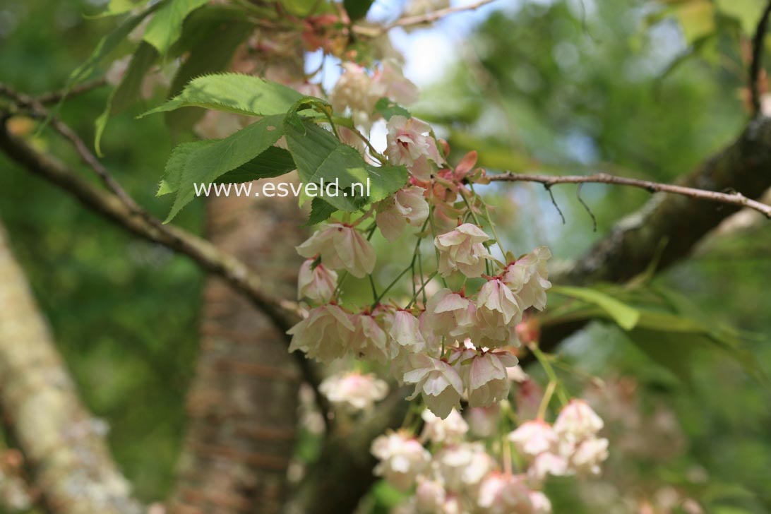 Prunus serrulata 'Hokusai'