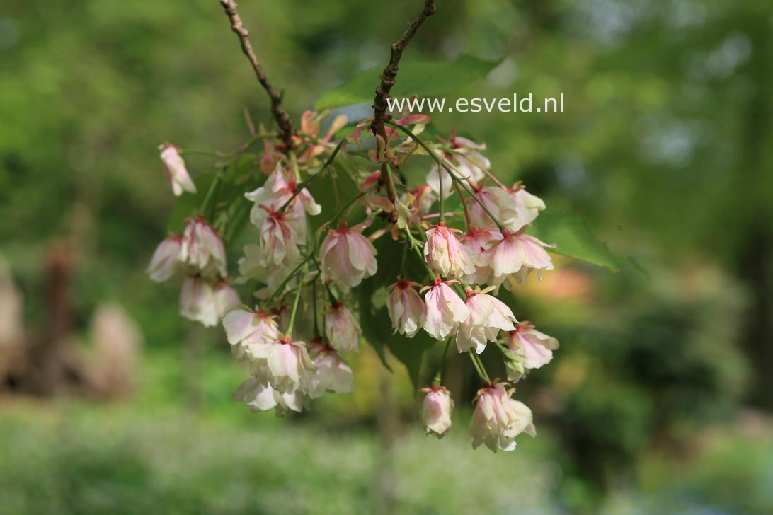 Prunus serrulata 'Hokusai'