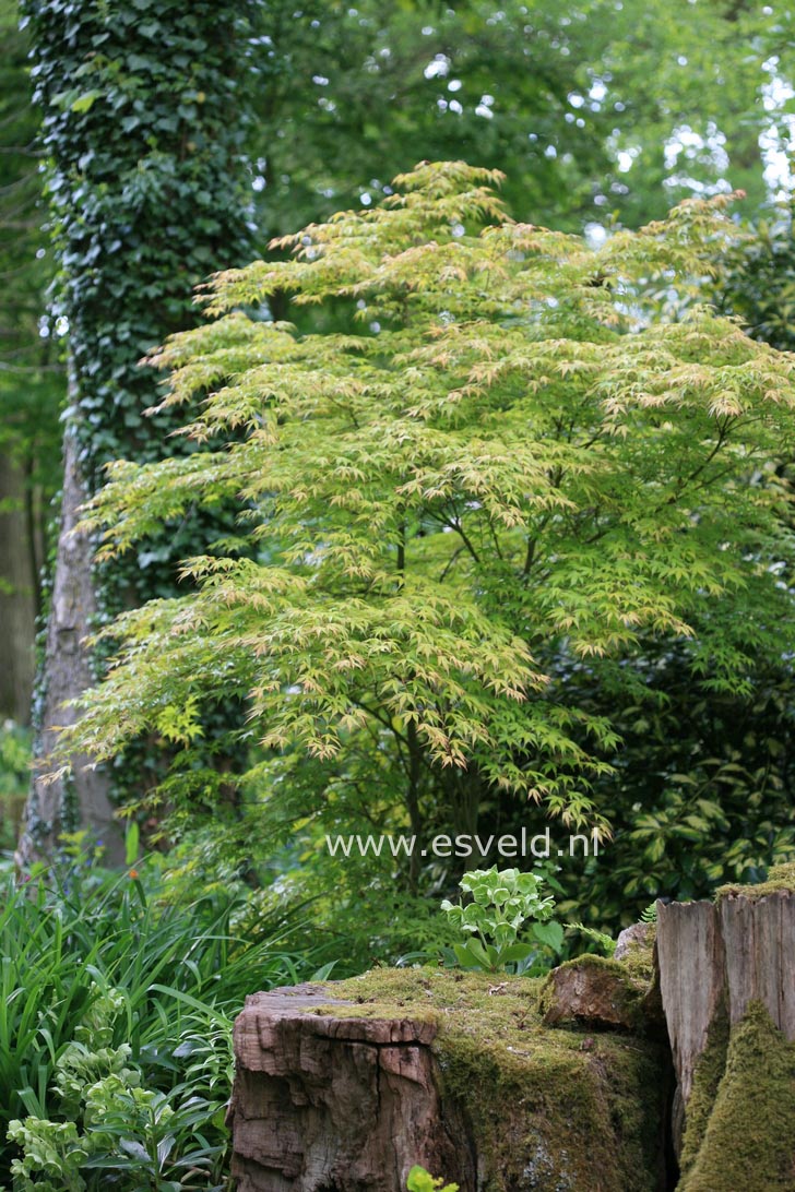 Acer palmatum 'Katsura'