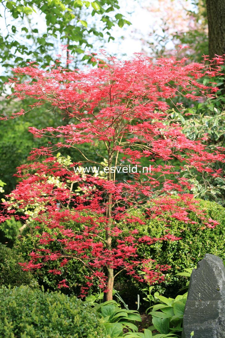 Acer palmatum 'Shin de shohjoh'