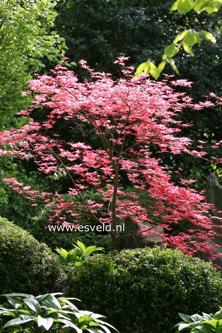 Acer palmatum 'Shin de shohjoh'