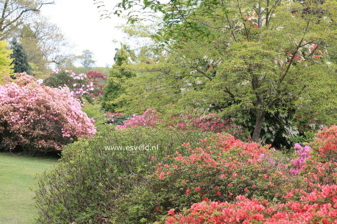 Azalea japans, onbenaamd
