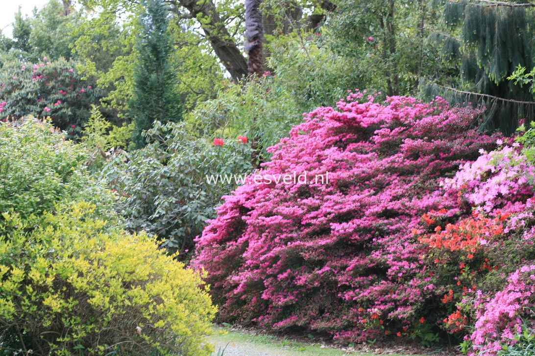 Azalea 'Amoena Leonardslee'