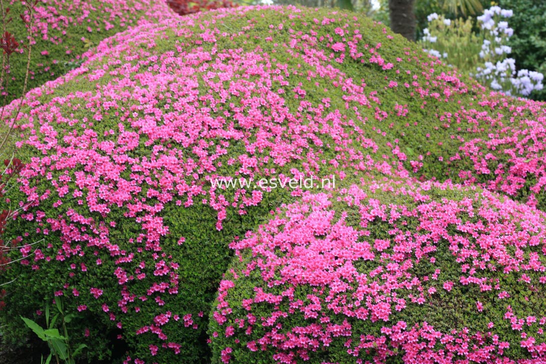 Azalea 'Amoena Leonardslee'