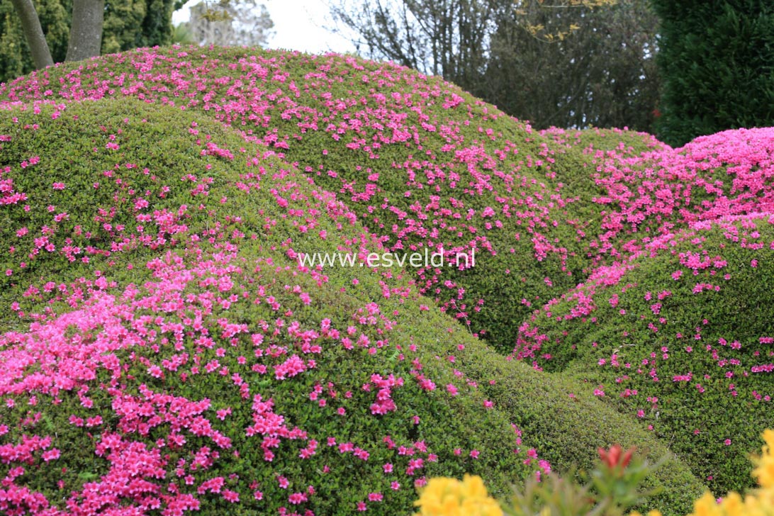 Azalea 'Amoena Leonardslee'