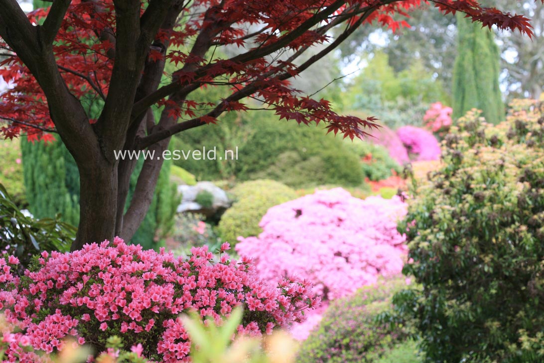 Acer palmatum 'Atropurpureum'