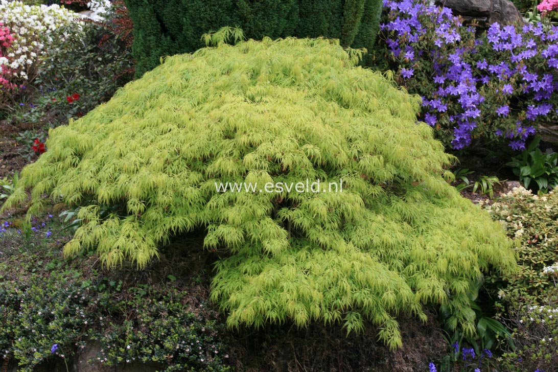 Acer palmatum 'Dissectum'