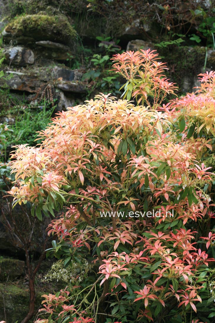 Pieris 'Firecrest'