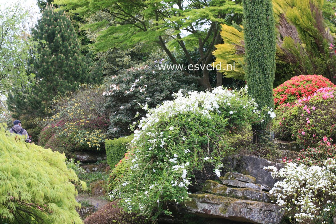 Exochorda 'The Bride'