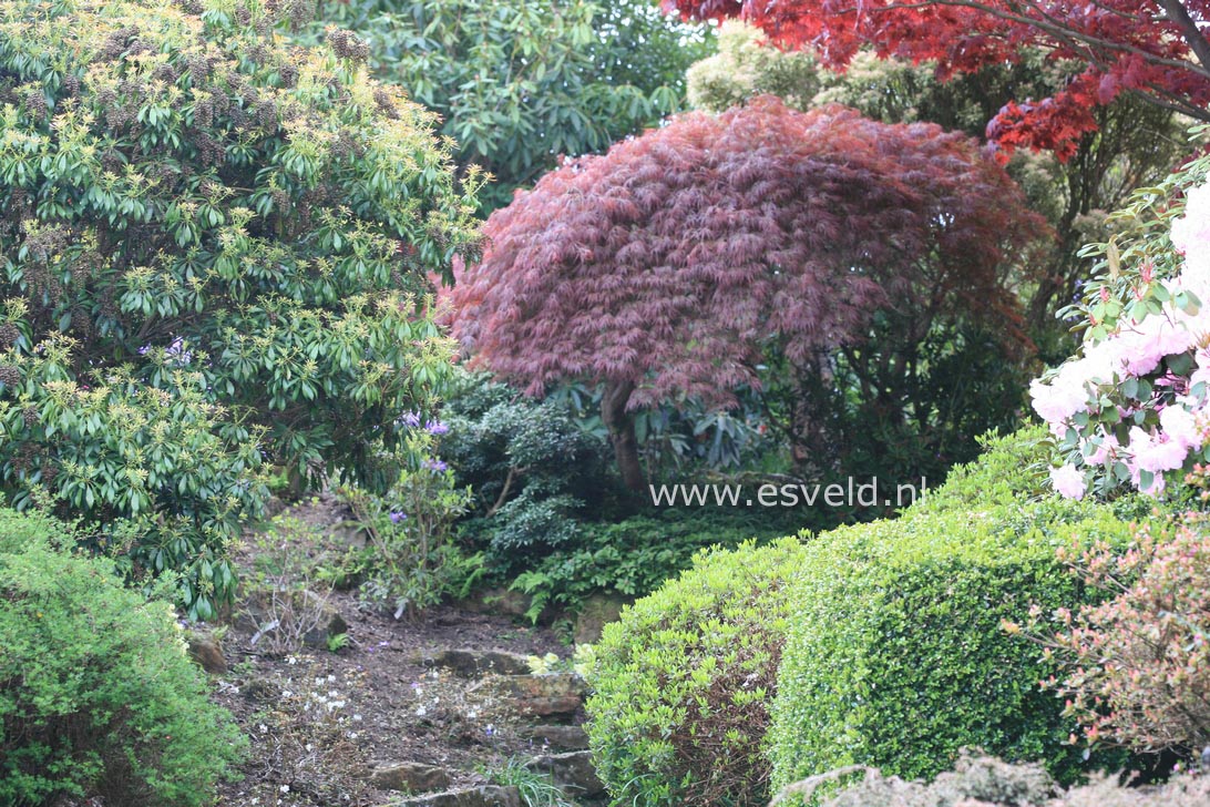 Acer palmatum 'Garnet'