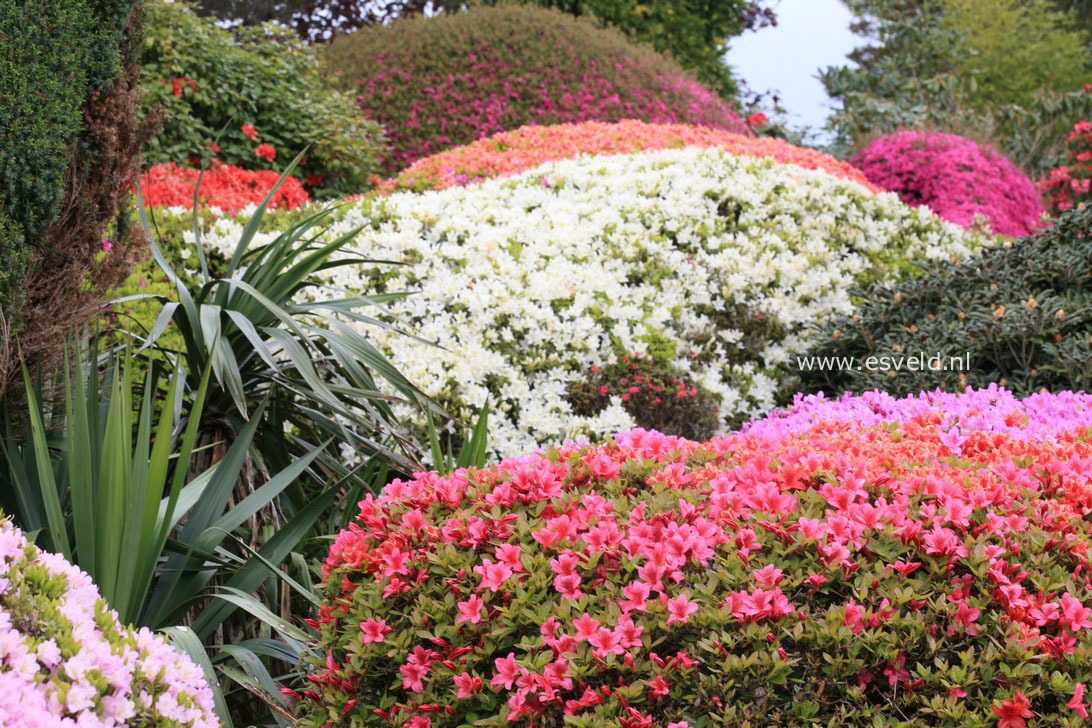Azalea japans, onbenaamd