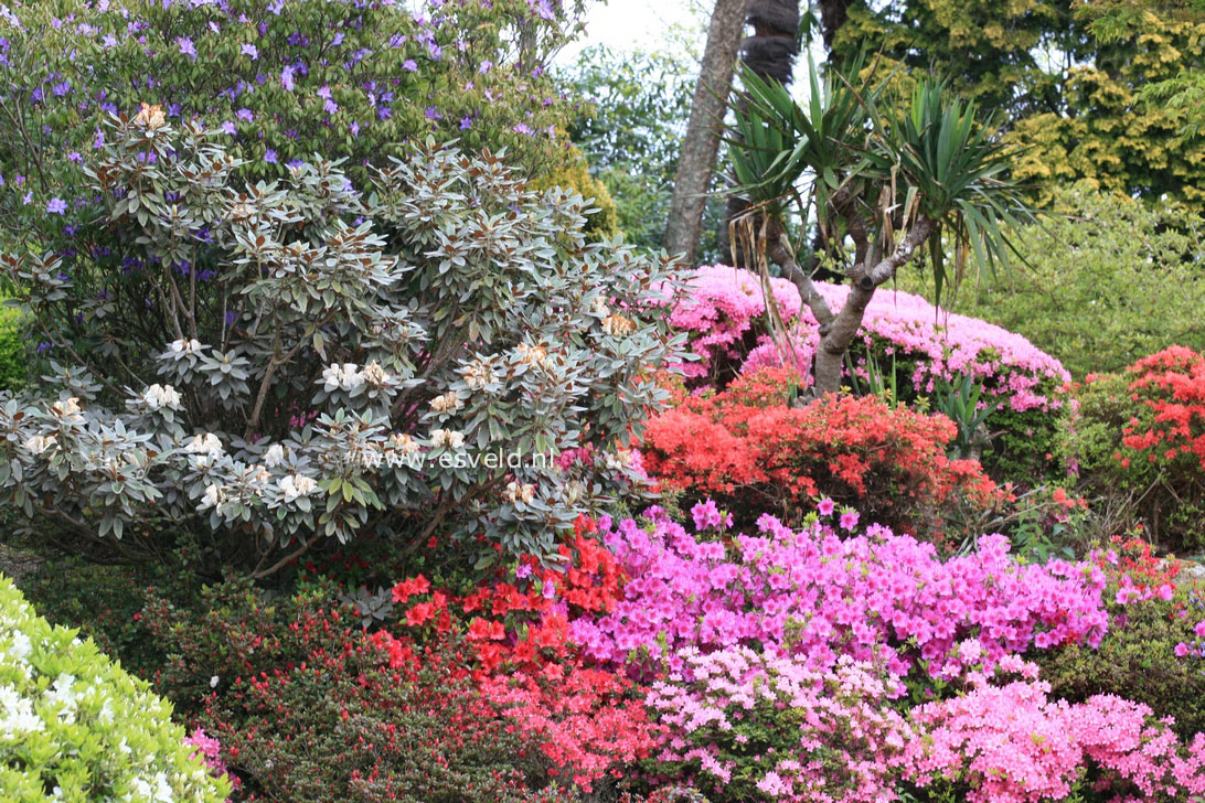 Azalea japans, onbenaamd