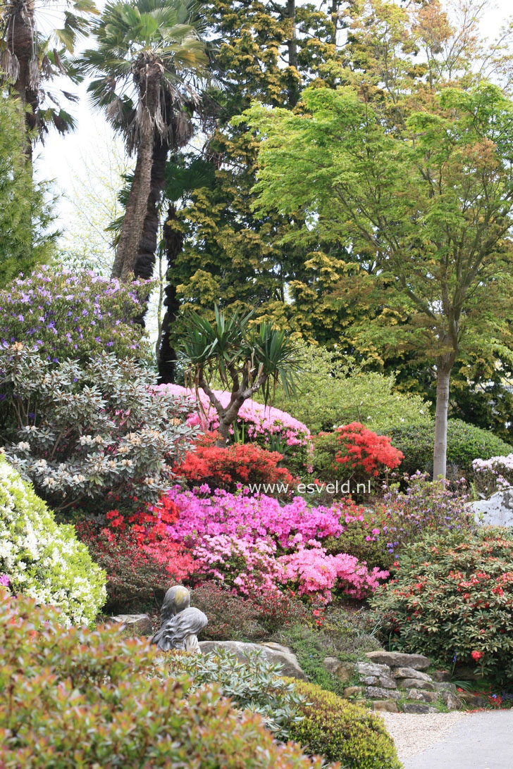 Azalea japans, onbenaamd