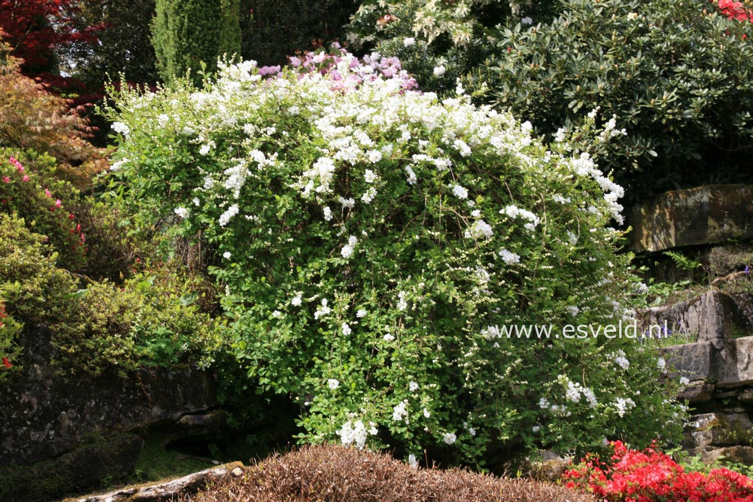 Exochorda 'The Bride'