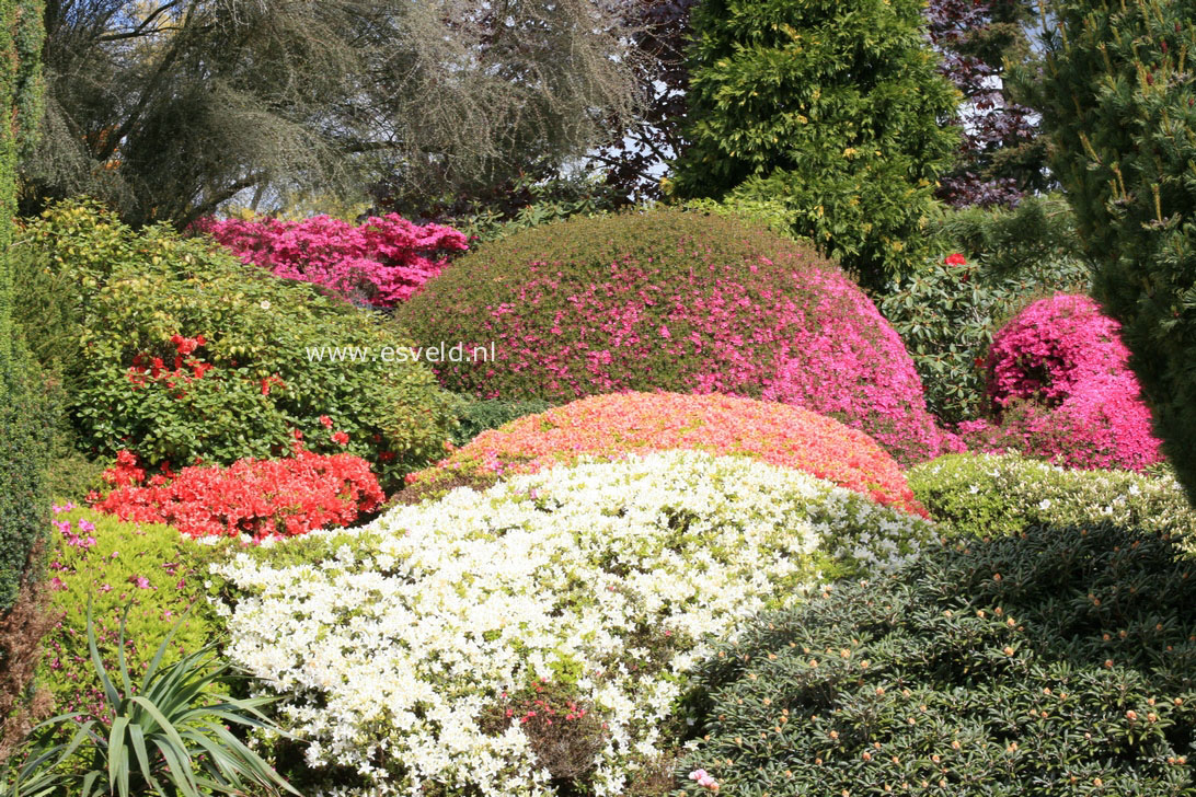 Azalea japans, onbenaamd